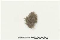 藏品(卵葉羽蘚)的圖片